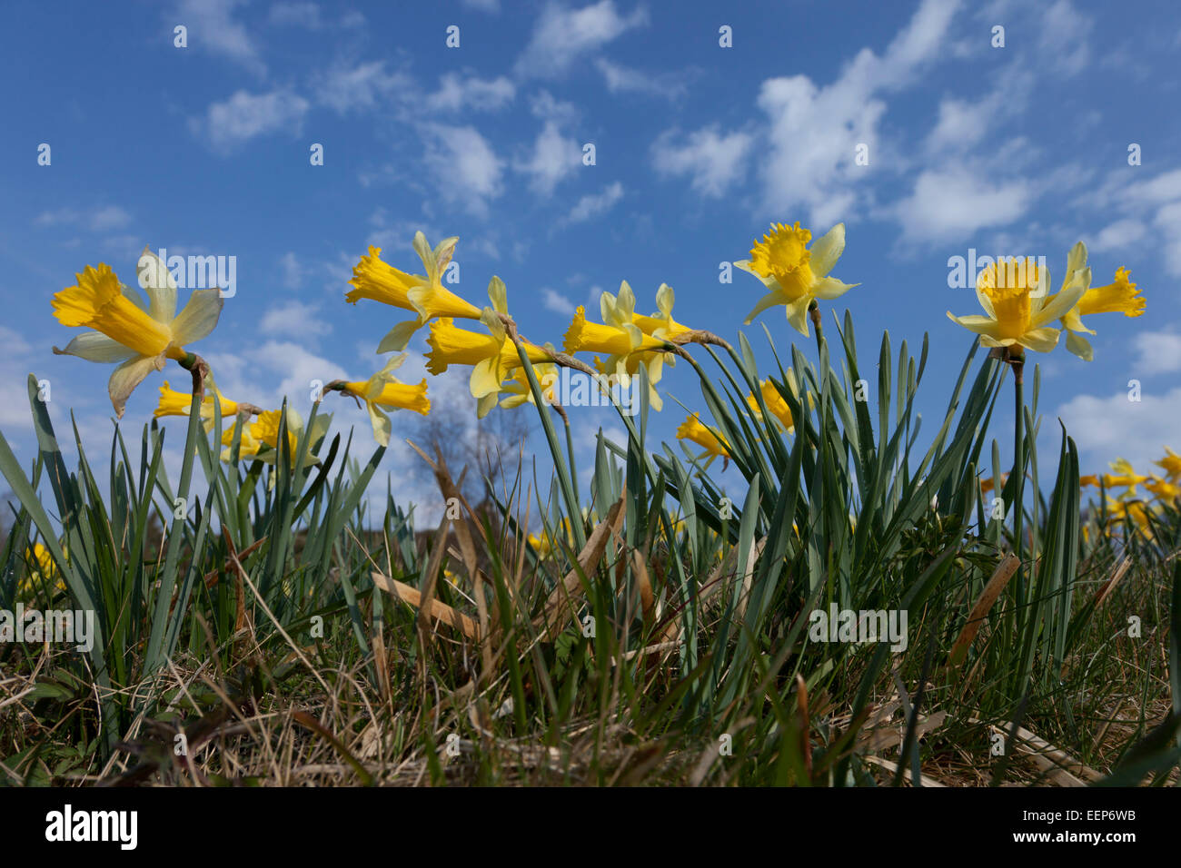 National Park Eifel NRW, Wild Daffodils, Narcissus pseudonarcissus,  Perlenbachtalbachtal, Germany Stock Photo