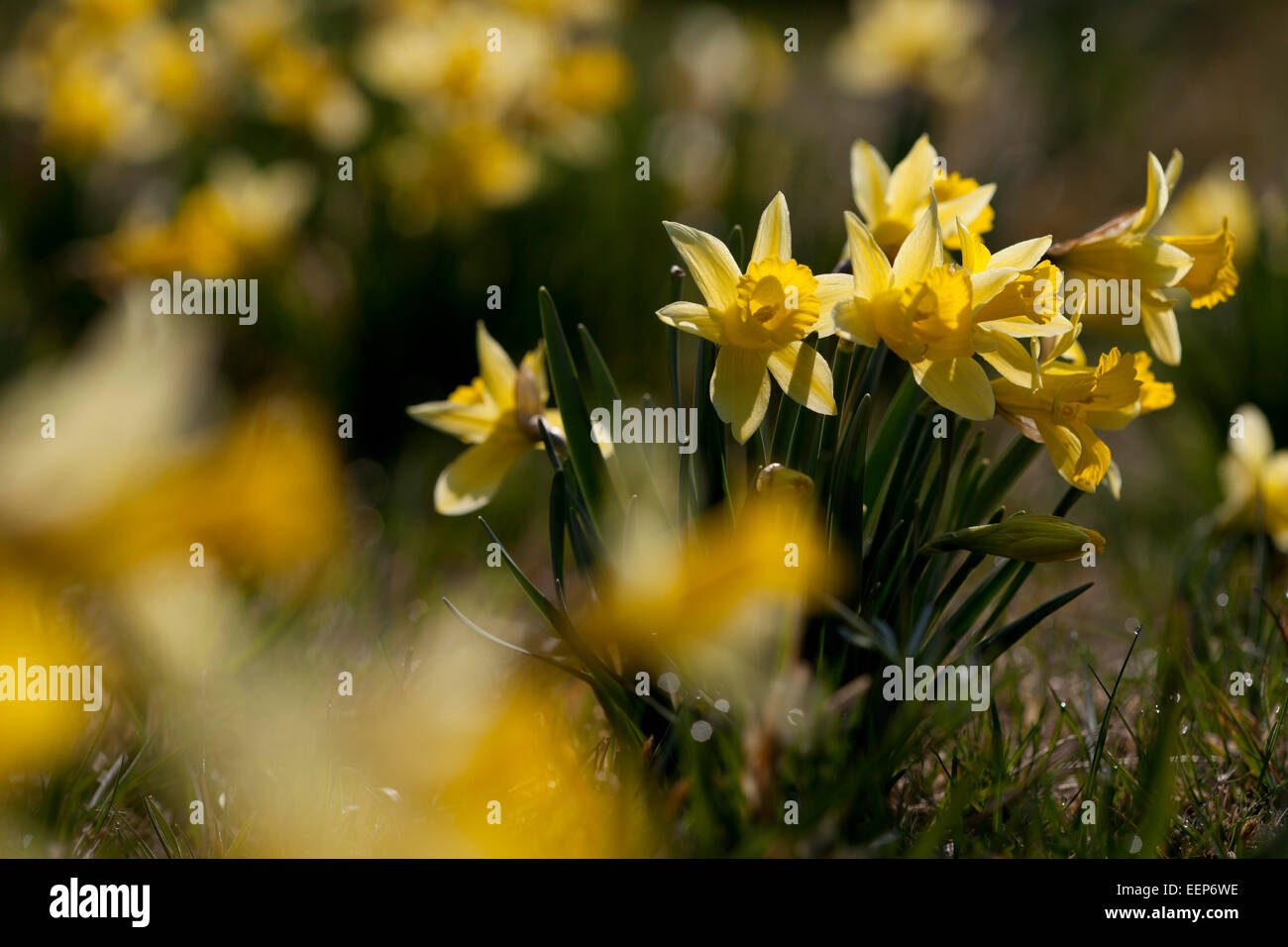 National Park Eifel NRW, Wild Daffodils, Narcissus pseudonarcissus,  Perlenbachtalbachtal, Germany Stock Photo