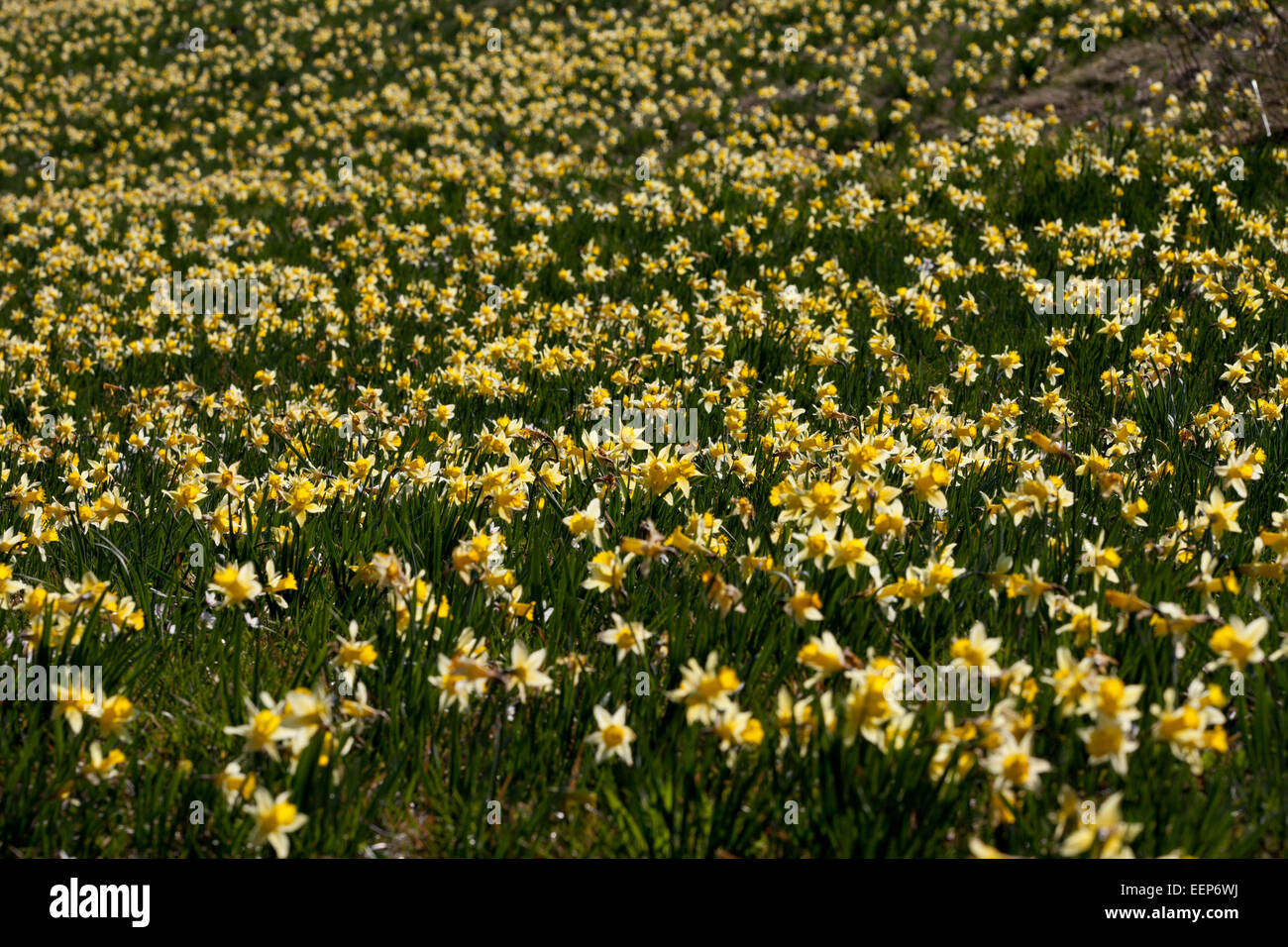 Germany national flower hires stock photography and images Alamy