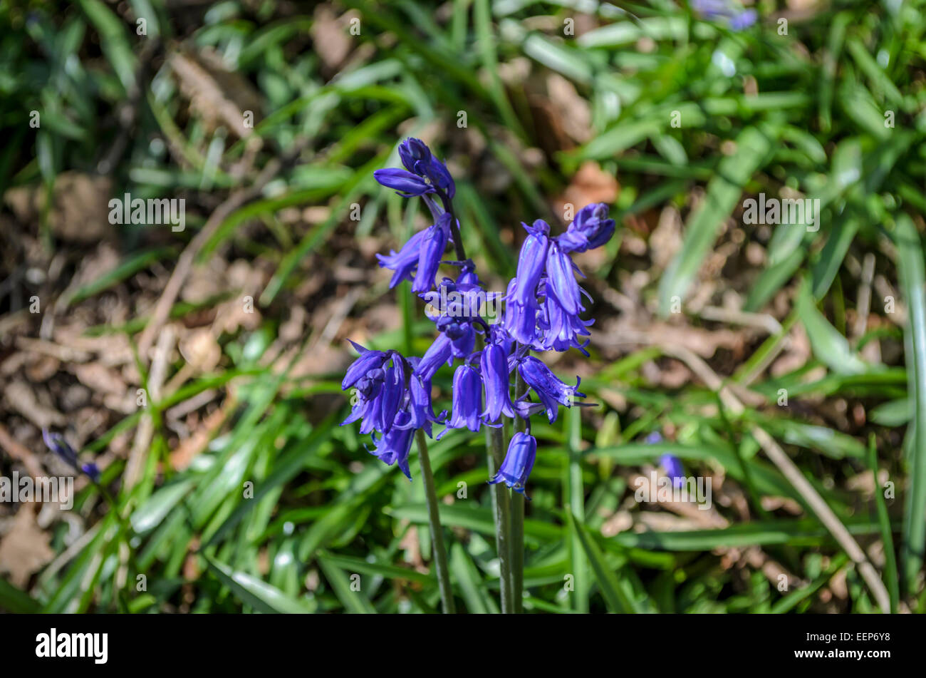 A bluebell sprouting up beside a country path in North Staffordshire, Hanchurch, Staffordshire, UK Stock Photo