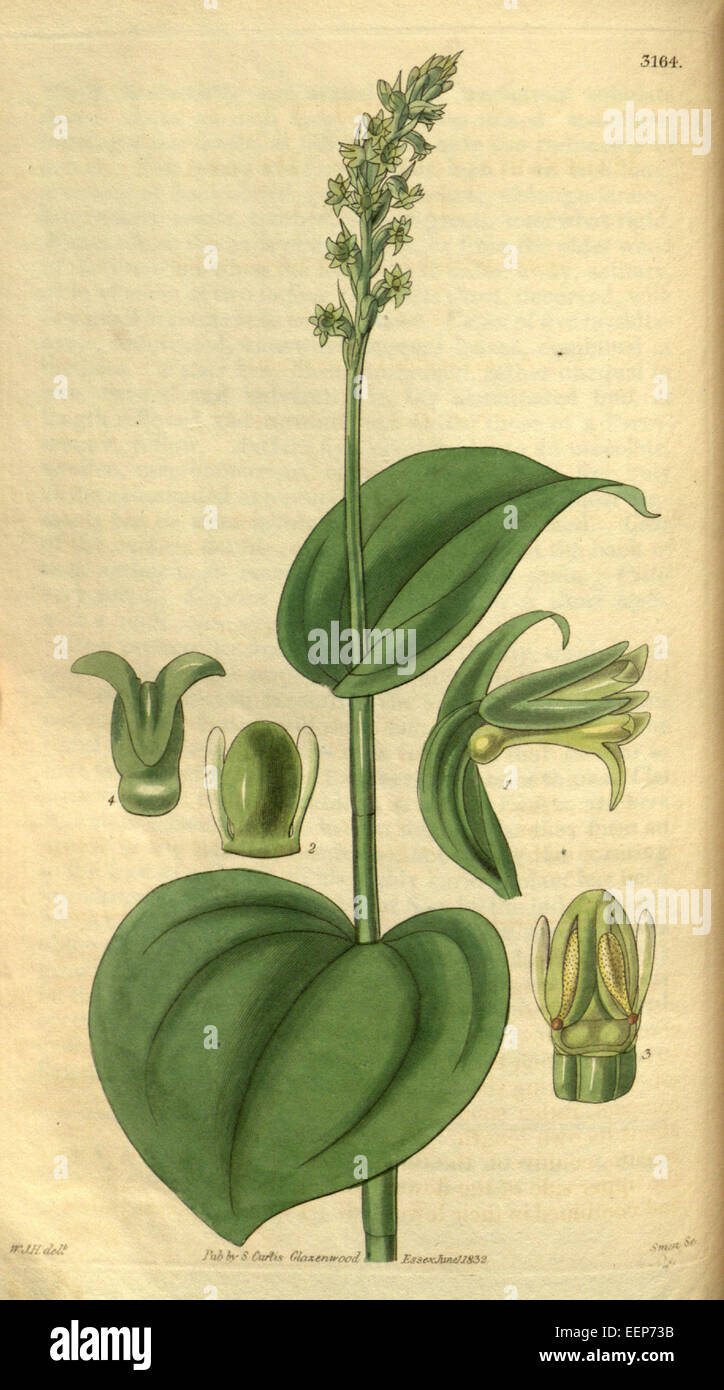 Gennaria diphylla (as Habenaria cordata) - Curtis' 59 (N.S. 6) pl. 3164 (1832) Stock Photo
