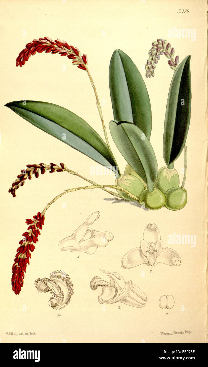 Genyorchis pumila (as Bulbophyllum pavimentatum) - Curtis' 88 (Ser. 3 no. 18) pl. 5329 (1862) Stock Photo