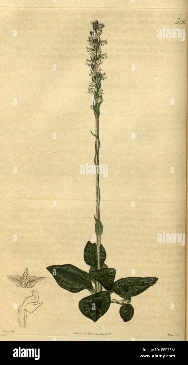 Goodyera pubescens - Curtis' 52 pl. 2540 (1825) Stock Photo