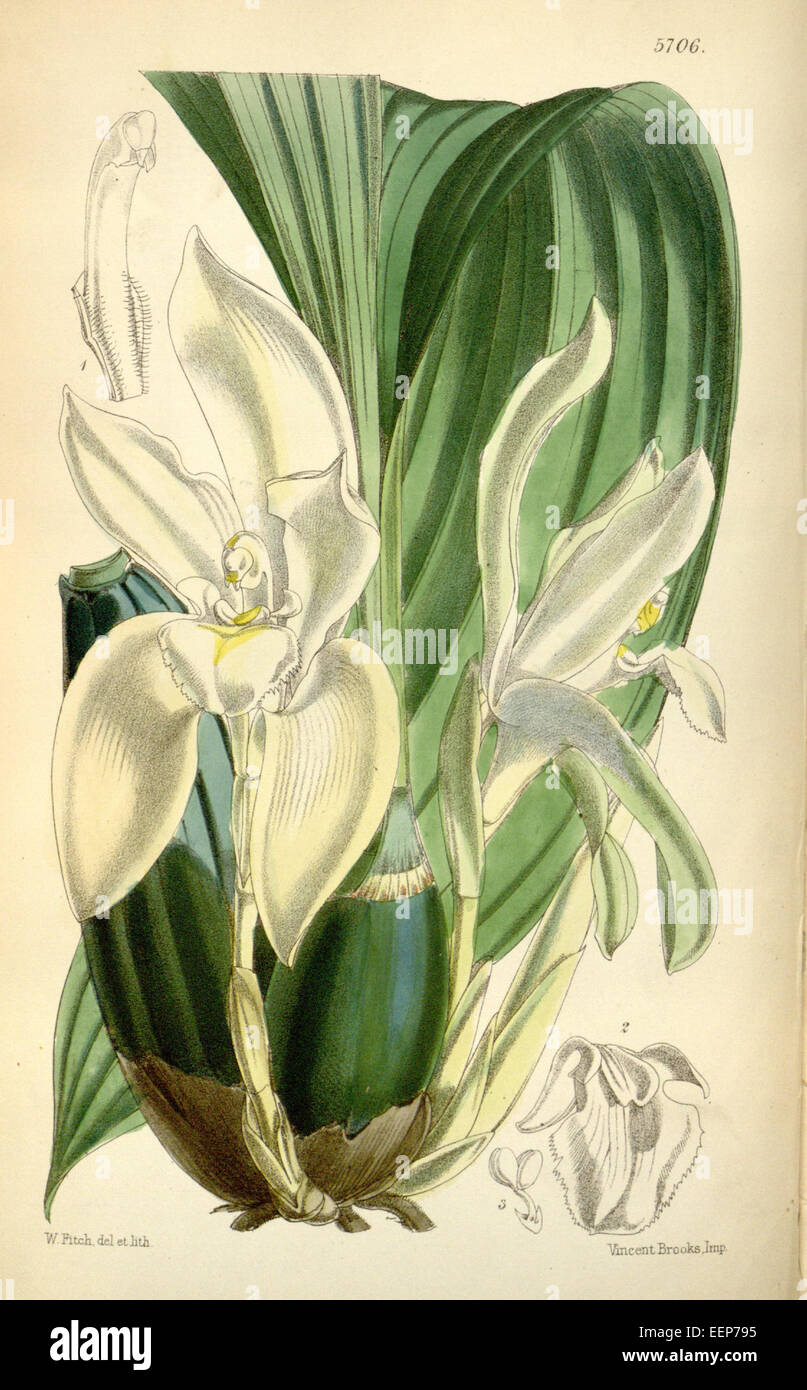 Ida rikii (as Lycaste barringtoniae var. grandiflora) - Curtis' 94 (Ser. 3 no. 24) pl. 5706 (1868) Stock Photo