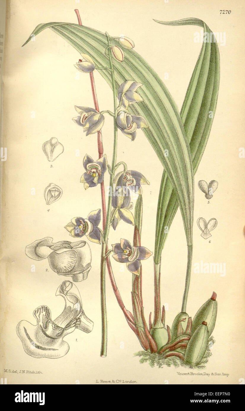 Koellensteinia ionoptera (as Aganisia ionoptera) - Curtis' 118 (Ser. 3 no. 48) pl. 7270 (1892) Stock Photo