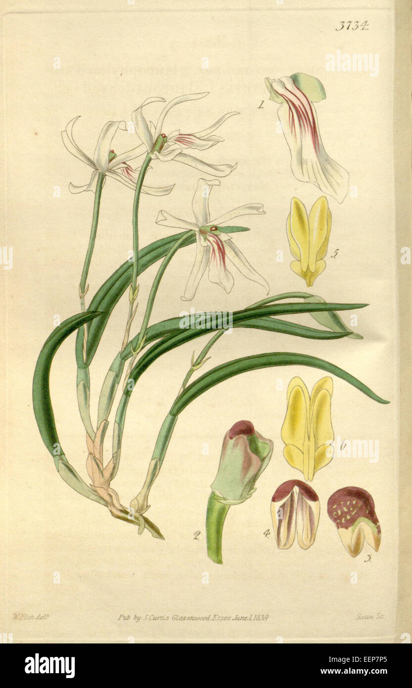 Leptotes bicolor (as Leptotes bicolor var. glaucophylla) - Curtis' 66 (N.S. 13) pl. 3722 (1840) Stock Photo