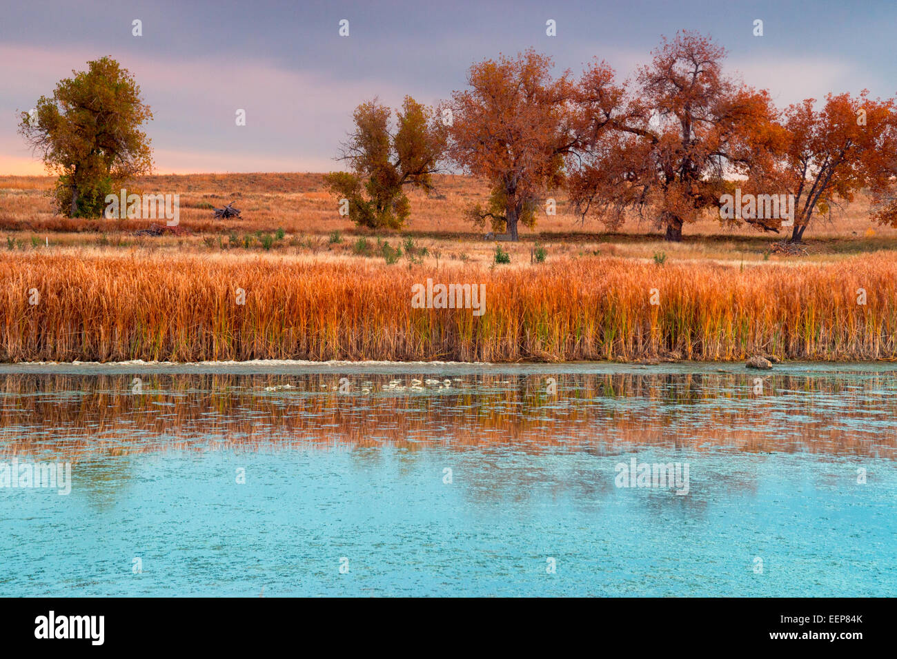 The wetlands surrounding Lake Ladora in Denver, Colorado show off their fall beauty during sunrise Stock Photo