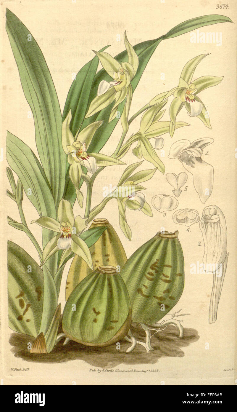 Neogardneria murrayana (as Zygopetalum murrayanum) - Curtis' 65 (N.S. 12) pl. 3674 (1839) Stock Photo