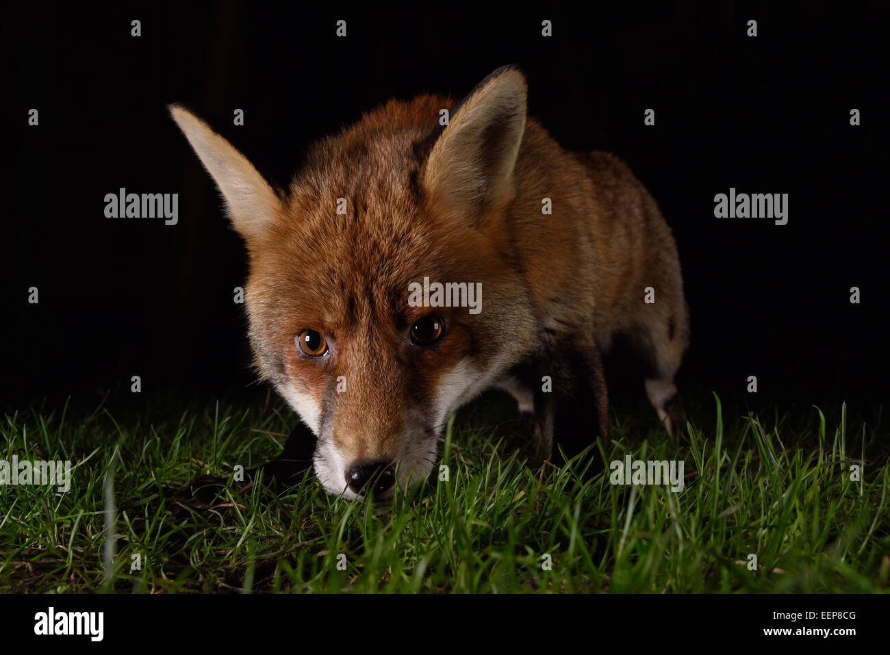 Urban fox at night visiting a South London garden Stock Photo