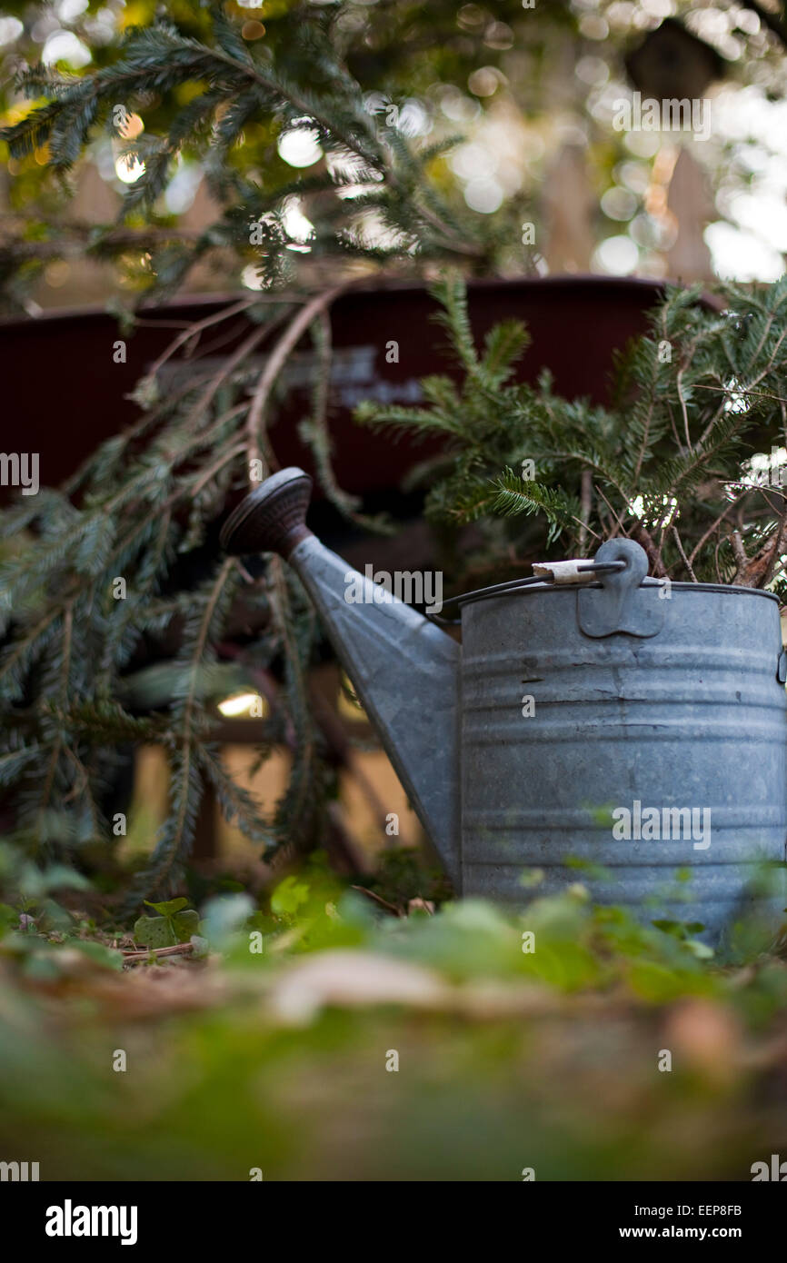 A tin watering can and pine boughs in a wheelbarrow. Stock Photo