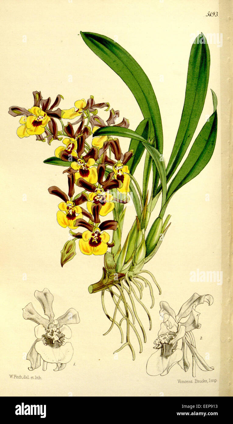 Oncidium longipes-Curtis' 86-5193 (1860) Stock Photo