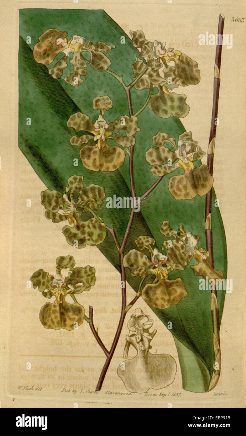 Oncidium luridum- Curtis' 64 (N.S. 11) pl. 3565 (1837) Stock Photo