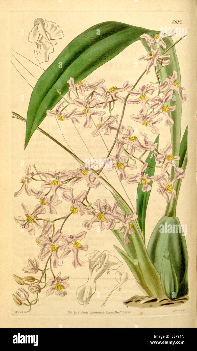 Oncidium ornithorhynchum - Curtis' 68 (N.S. 15) pl. 3912 (1842) Stock Photo