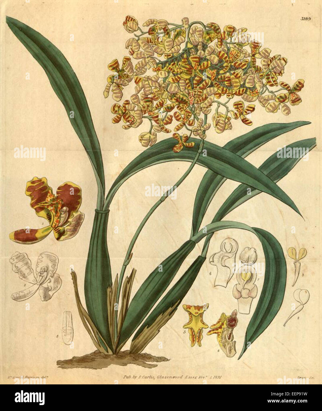 Oncidium pubes (as Oncidium bicornutum)-Curtis 58-3109 (1831) Stock Photo