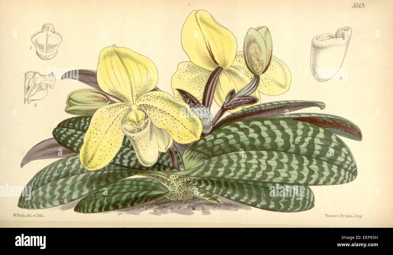 Paphiopedilum concolor (as Cypripedium concolor ) - Curtis' 91 (Ser. 3 no. 21) pl. 5513 (1865) Stock Photo