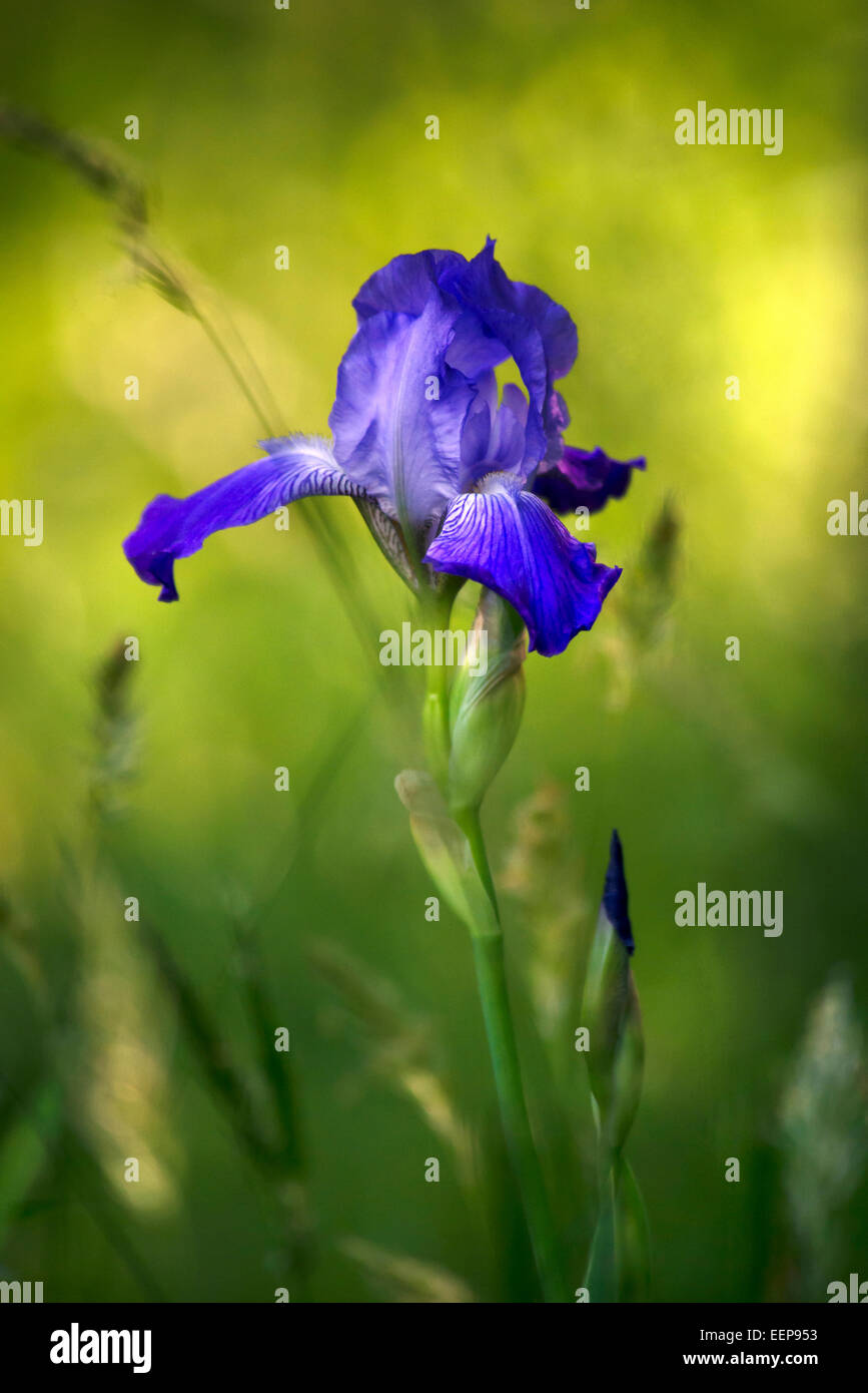 Iris flower isolated closeup in summer garden on green background Stock Photo