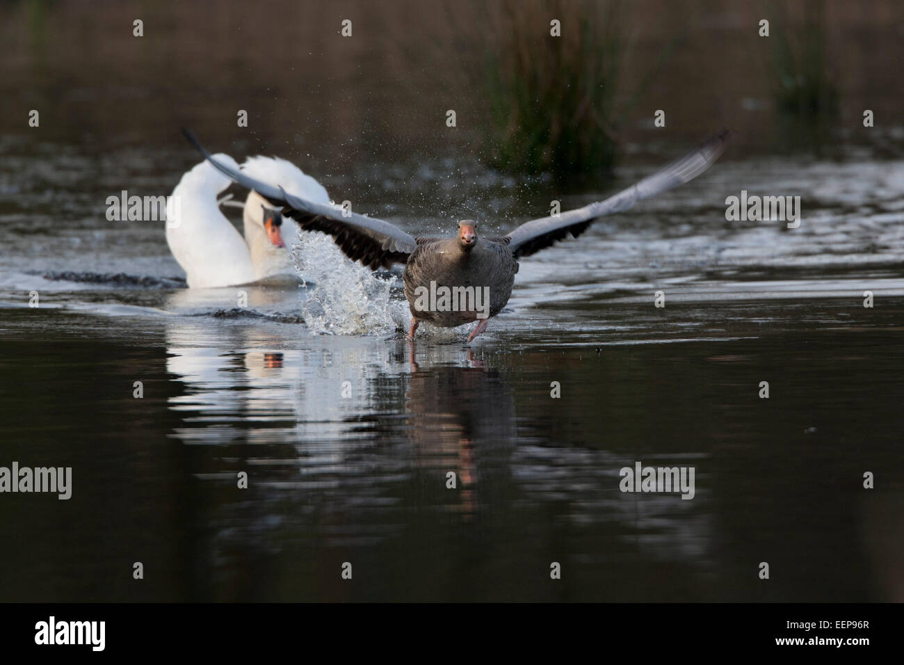 Höckerschwan verfolgt Graugans, Mute Swan pursued Grey Goose Stock Photo