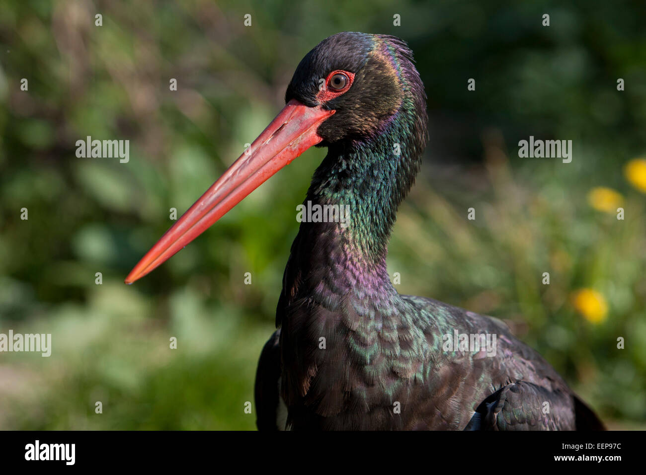 black stork Ciconia nigra Schwarzstorch Stock Photo