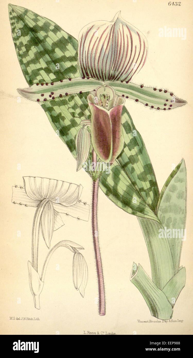 Paphiopedilum lawrenceanum (as Cypripedium lawrenceanum) - Curtis' 105 (Ser. 3 no. 35) pl. 6432 (1879) Stock Photo