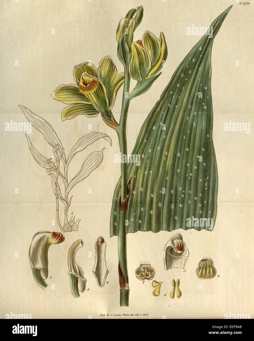 Phaius flavus (as Bletia woodfordii) - Curtis' 54 (N.S. 1) pl. 2719 (1827) Stock Photo