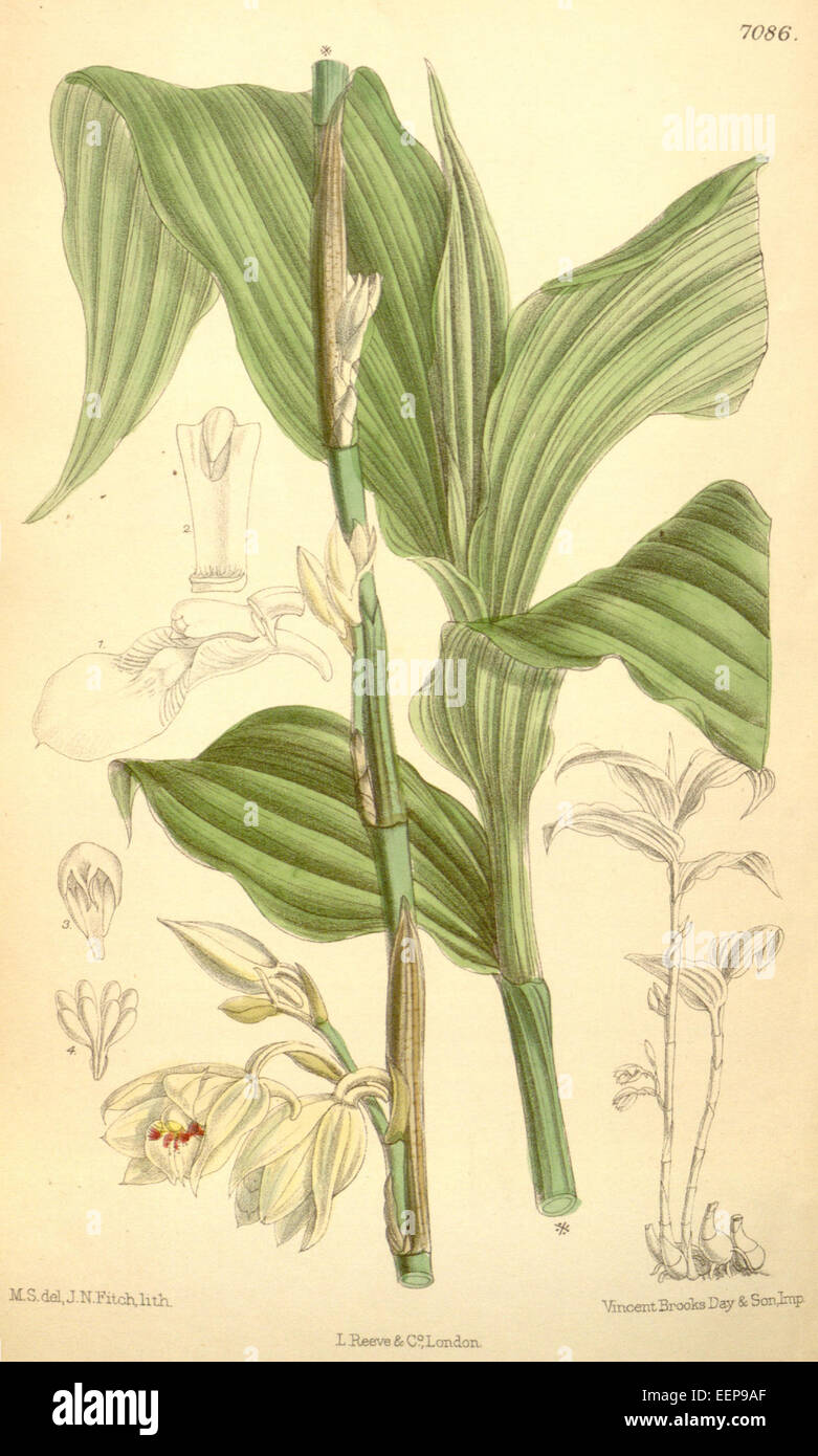 Phaius pauciflorus (spelled Phajus pauciflorus) - Curtis' 115 (Ser. 3 no. 45) pl. 7086 (1889) Stock Photo