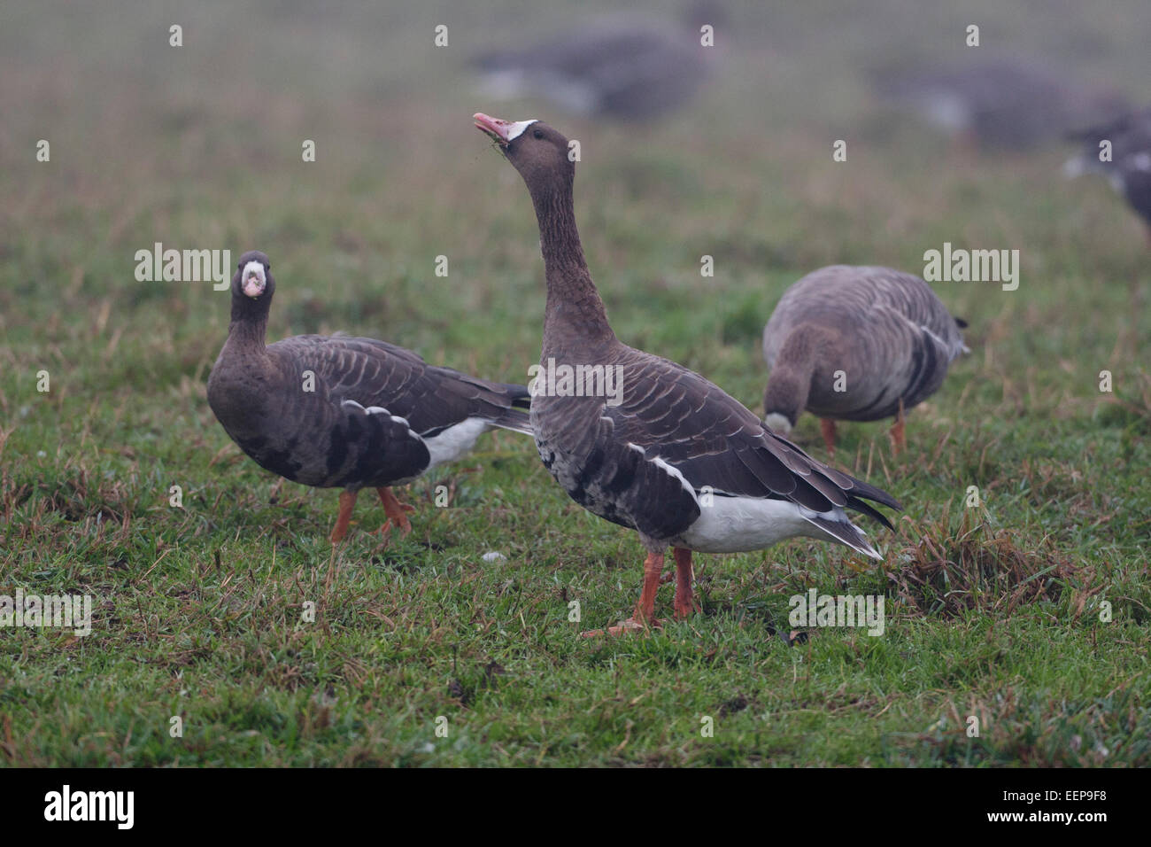 Blässgänse / Anser albifrons  / Bislicher Insel / Niederrhein / (greater) white-fronted goose [Anser albifrons] Stock Photo