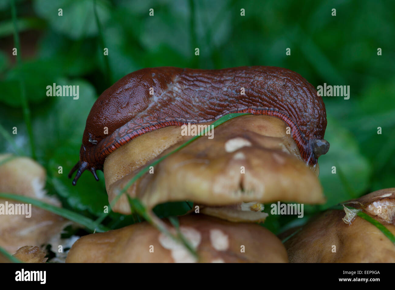 Große Wegschnecke frisst an Pilzen / Arion rufus / Stock Photo