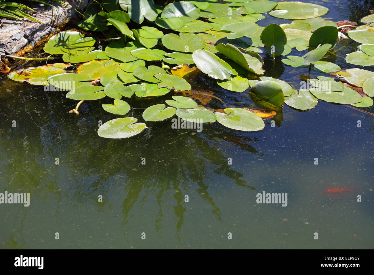small pond with floating plants in the garden Stock Photo Alamy