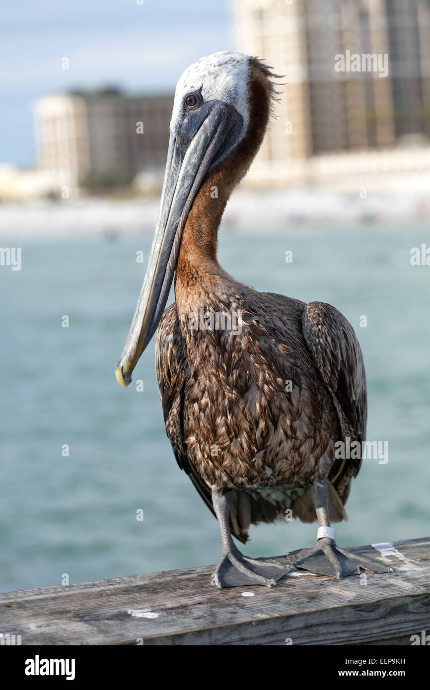 Clearwater Beach Florida Pelican Stock Photo