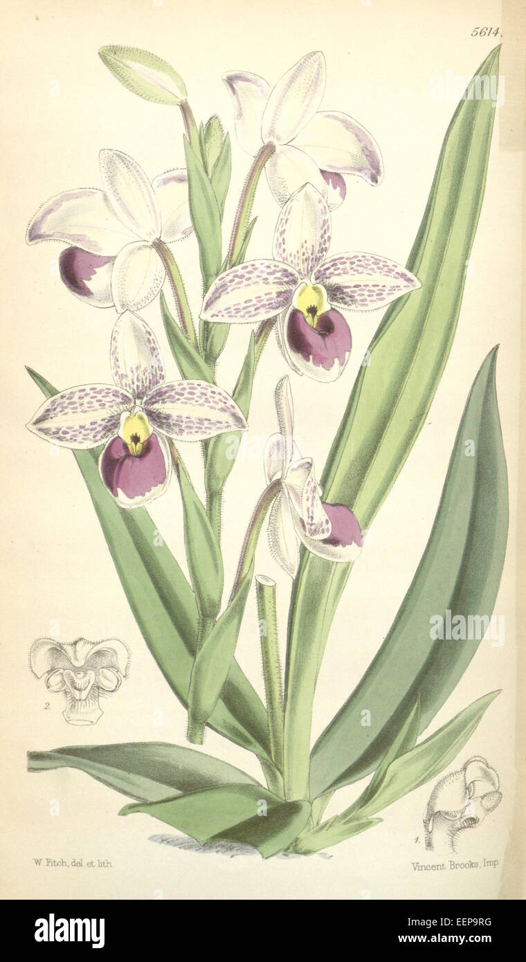 Phragmipedium schlimii (as Cypripedium schlimii) - Curtis' 92 (Ser. 3 no. 22) pl. 5614 (1866) Stock Photo