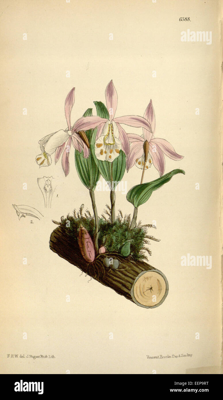 Pleione hookeriana (as Coelogyne (Pleione) hookeriana) - Curtis' 104 (Ser. 3 no. 34) pl. 6388 (1878) Stock Photo