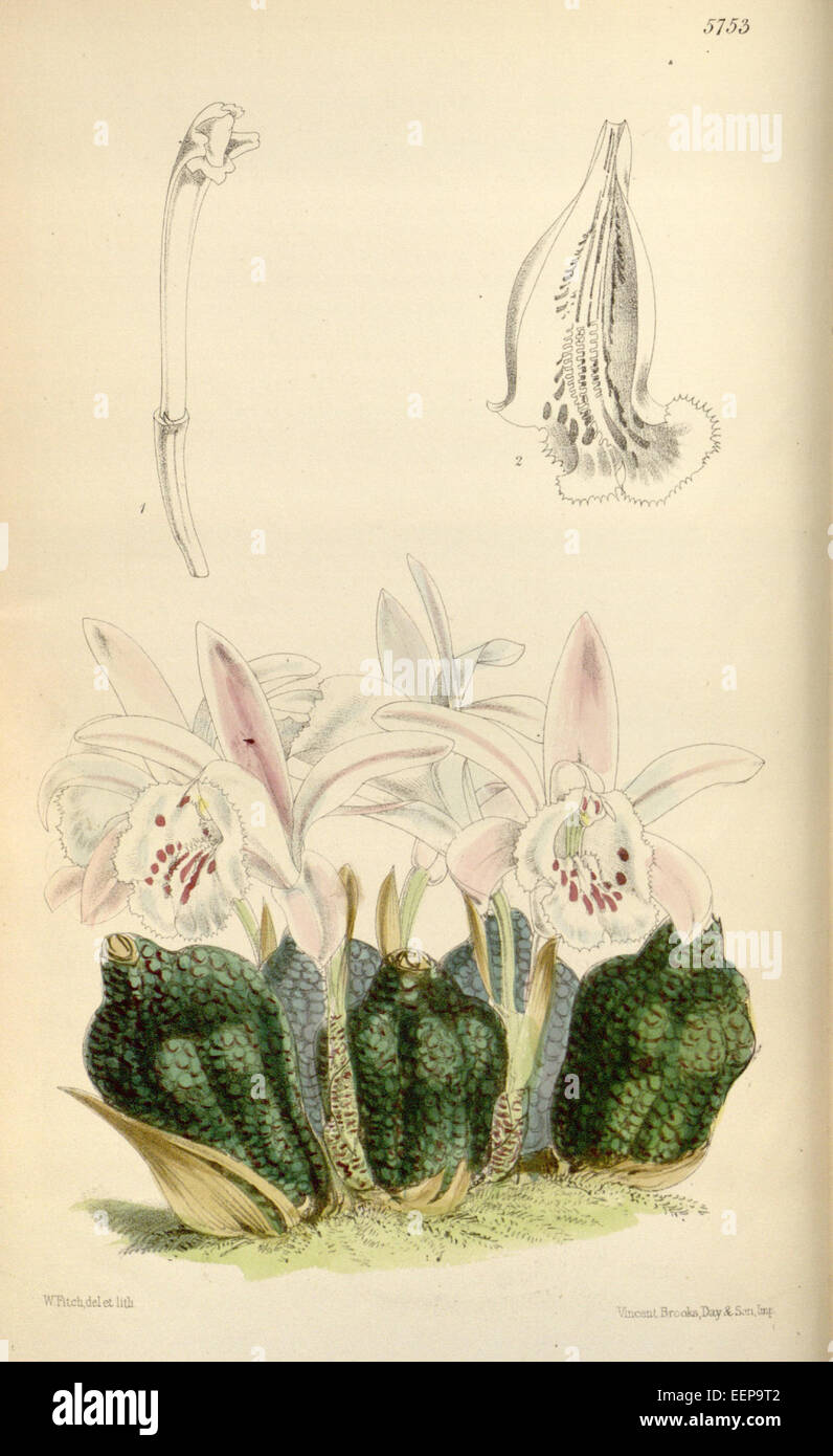 Pleione praecox (as Coelogyne reichenbachiana and Pleione reichenbachiana) - Curtis' 95 (Ser. 3 no. 25) pl. 5753 (1869) Stock Photo