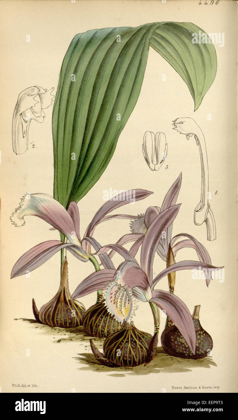 Pleione praecox (as Coelogyne wallichiana or Coelogyne wallichii) - Curtis' 76 (Ser. 3 no. 6) pl. 4496 (1850) Stock Photo