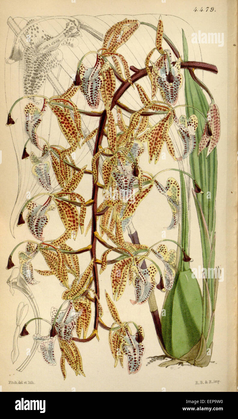 Polycycnis barbata (as Cycnoches barbatum, spelled Cychnoches barbatum) - Curtis' 75 (Ser. 3 no. 5) pl. 4455 (1849) Stock Photo