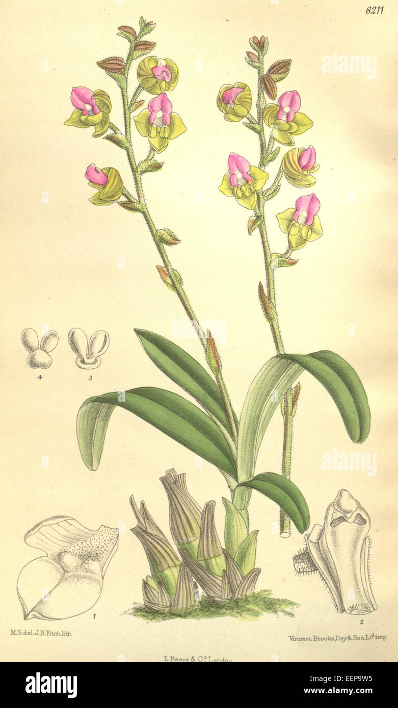 Polystachya lawrenceana - Curtis' 134 (Ser. 4 no. 4) pl. 8211 (1908) Stock Photo