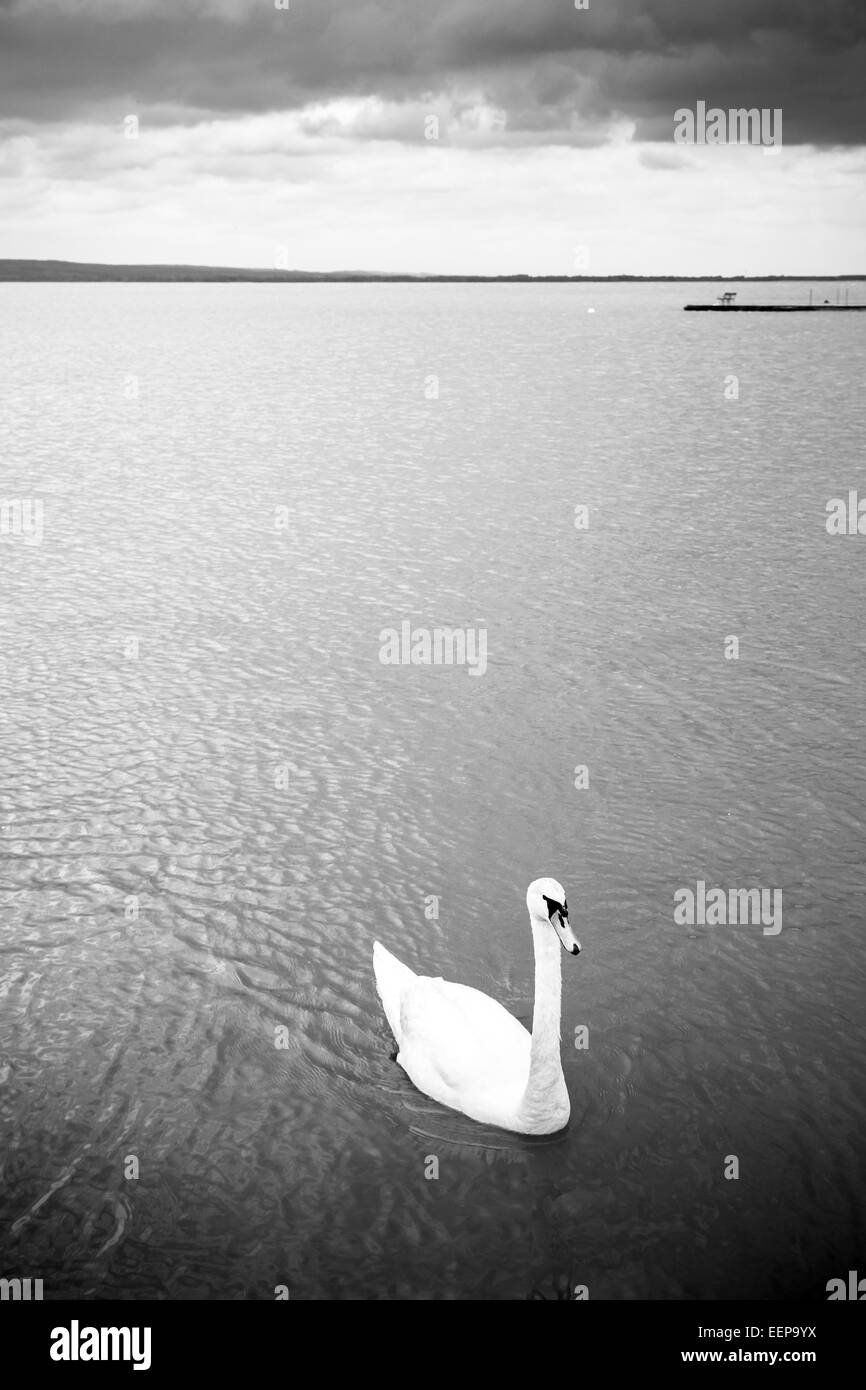 Swan swimming on lake Stock Photo
