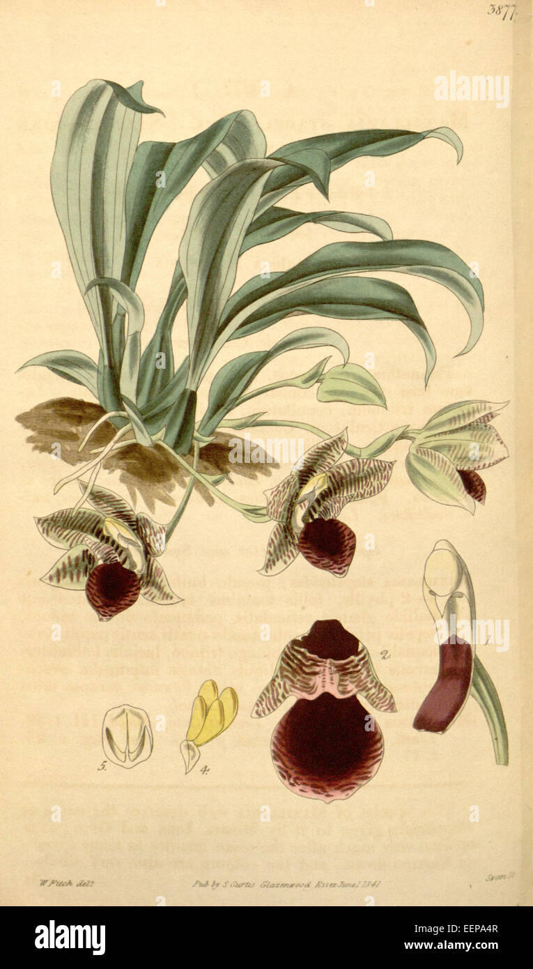 Promenaea stapelioides (as Maxillaria stapelioides) - Curtis' 67 (N.S. 14) pl. 3877 (1841) Stock Photo
