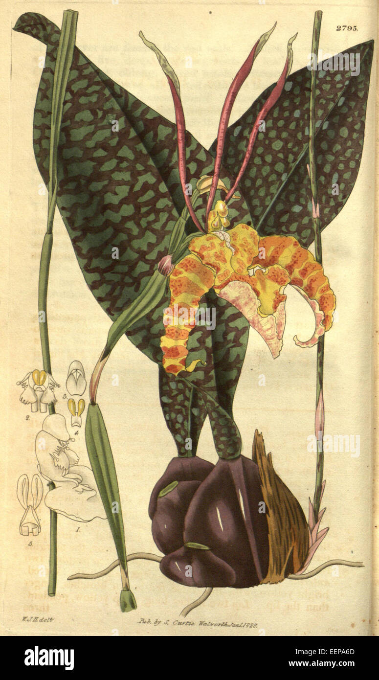 Psychopsis papilio (as Oncidium papilio) - Curtis' 55 (N.S. 2) pl. 2789 (1828) Stock Photo