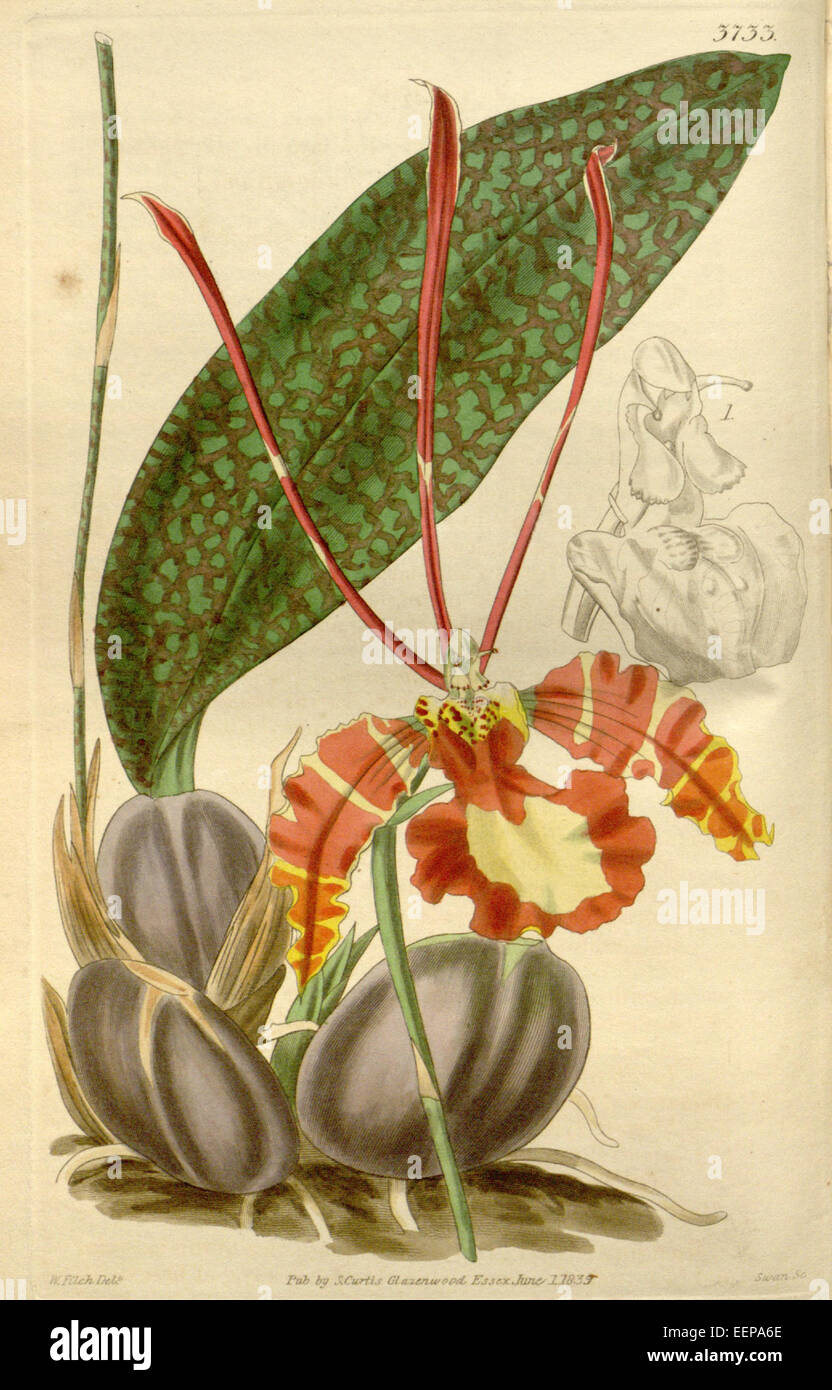 Psychopsis papilio (Oncidium p.)-Curtis' 66-3733 (1840) Stock Photo
