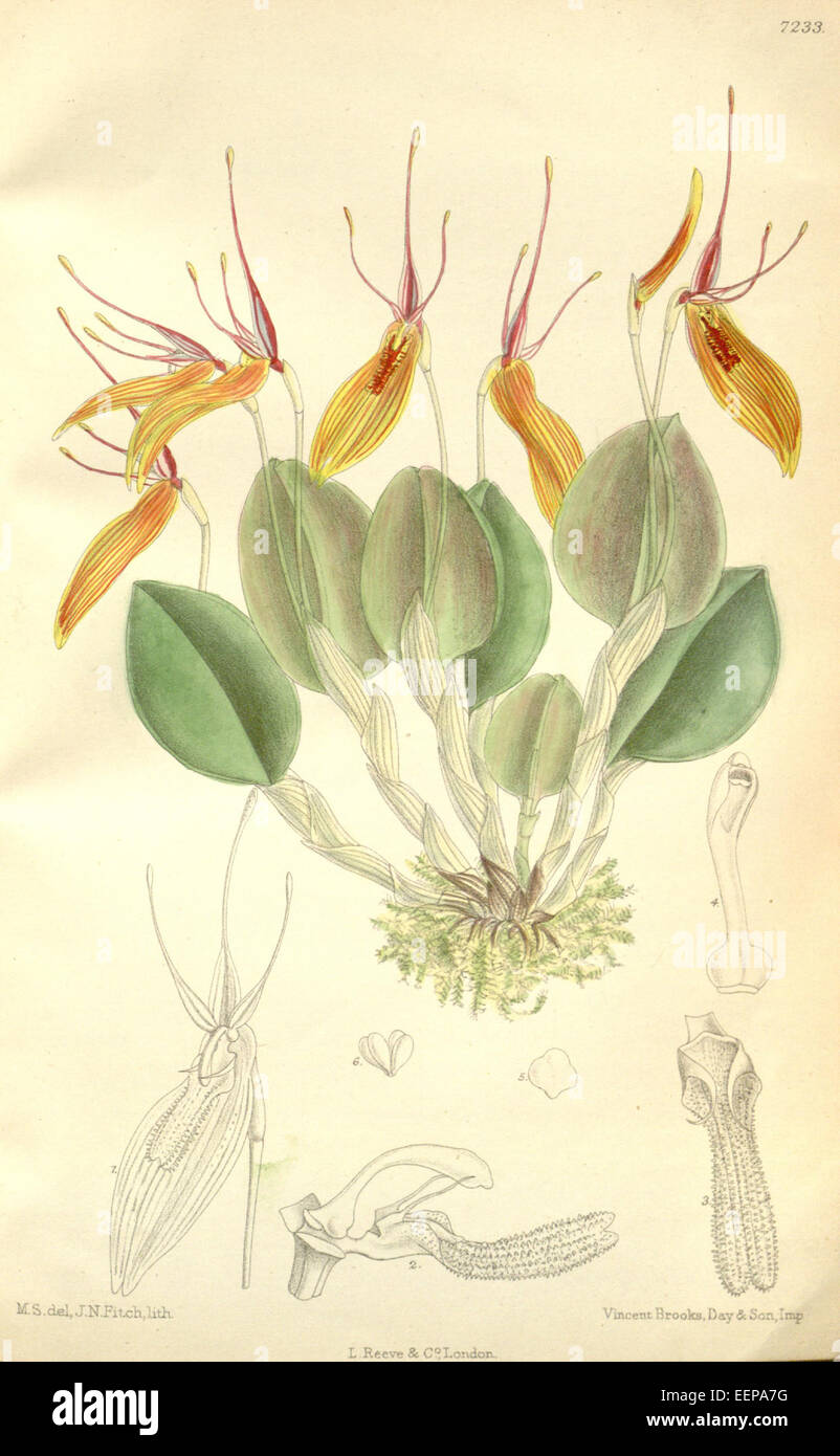 Restrepia brachypus (as Restrepia striata) - Curtis' 118 (Ser. 3 no. 48) pl. 7233 (1892) Stock Photo