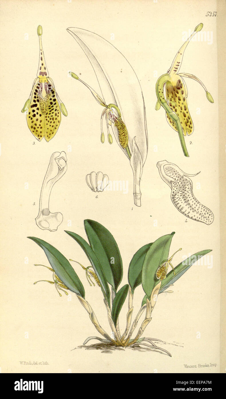 Restrepia muscifera (as Restrepia lansbergii Hook) - Curtis' 87 (Ser. 3 no. 17) pl. 5257 (1861) Stock Photo
