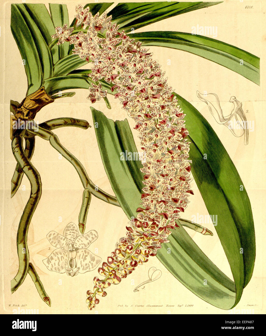 Rhynchostylis retusa (as Saccolabium guttatum) - Curtis' 70 (N.S. 17) pl. 4108 (1844) Stock Photo