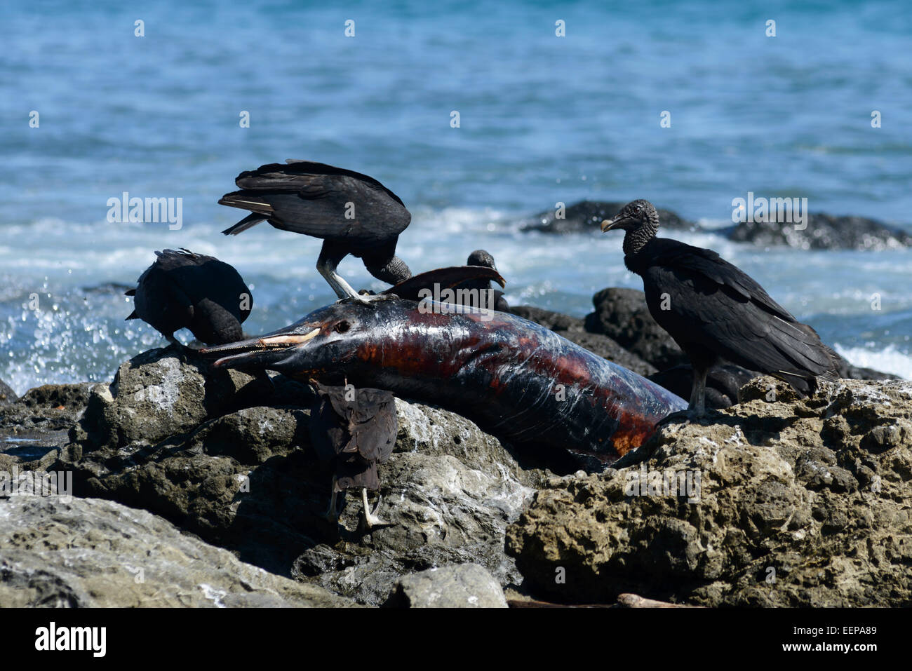 Vultures eating a dead dolphin, Montezuma, Costa Rica Stock Photo