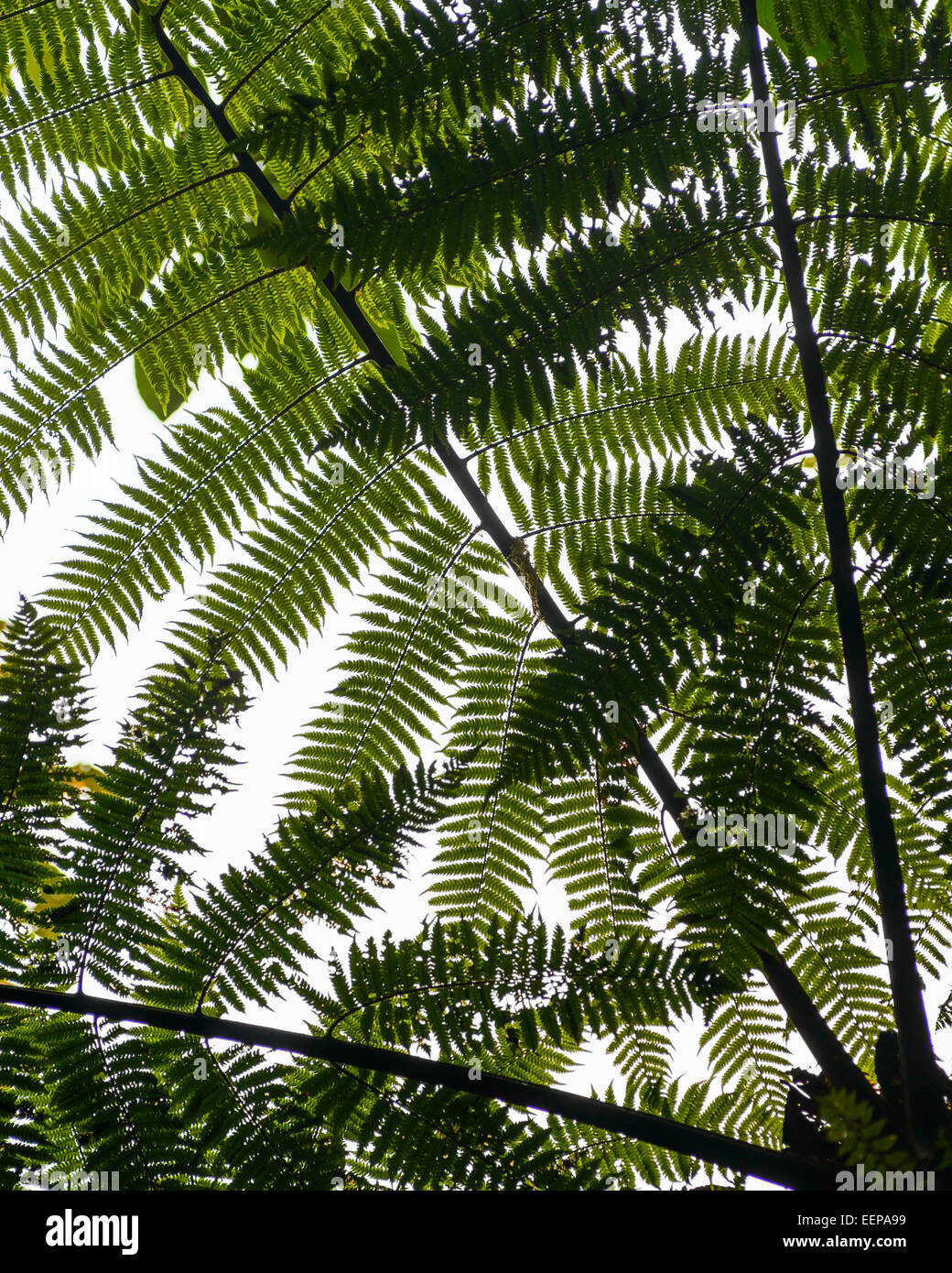 Tree Fern (Cyatheaceae) in Monteverde Cloud Forest, Costa Rica, Central America Stock Photo