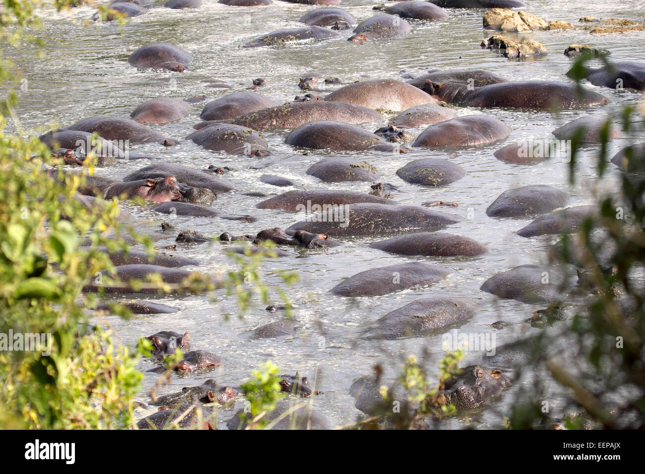 Group of hippos (Hippopotamus amphibius) resting in a pool in Serengeti National Park, Tanzania Stock Photo