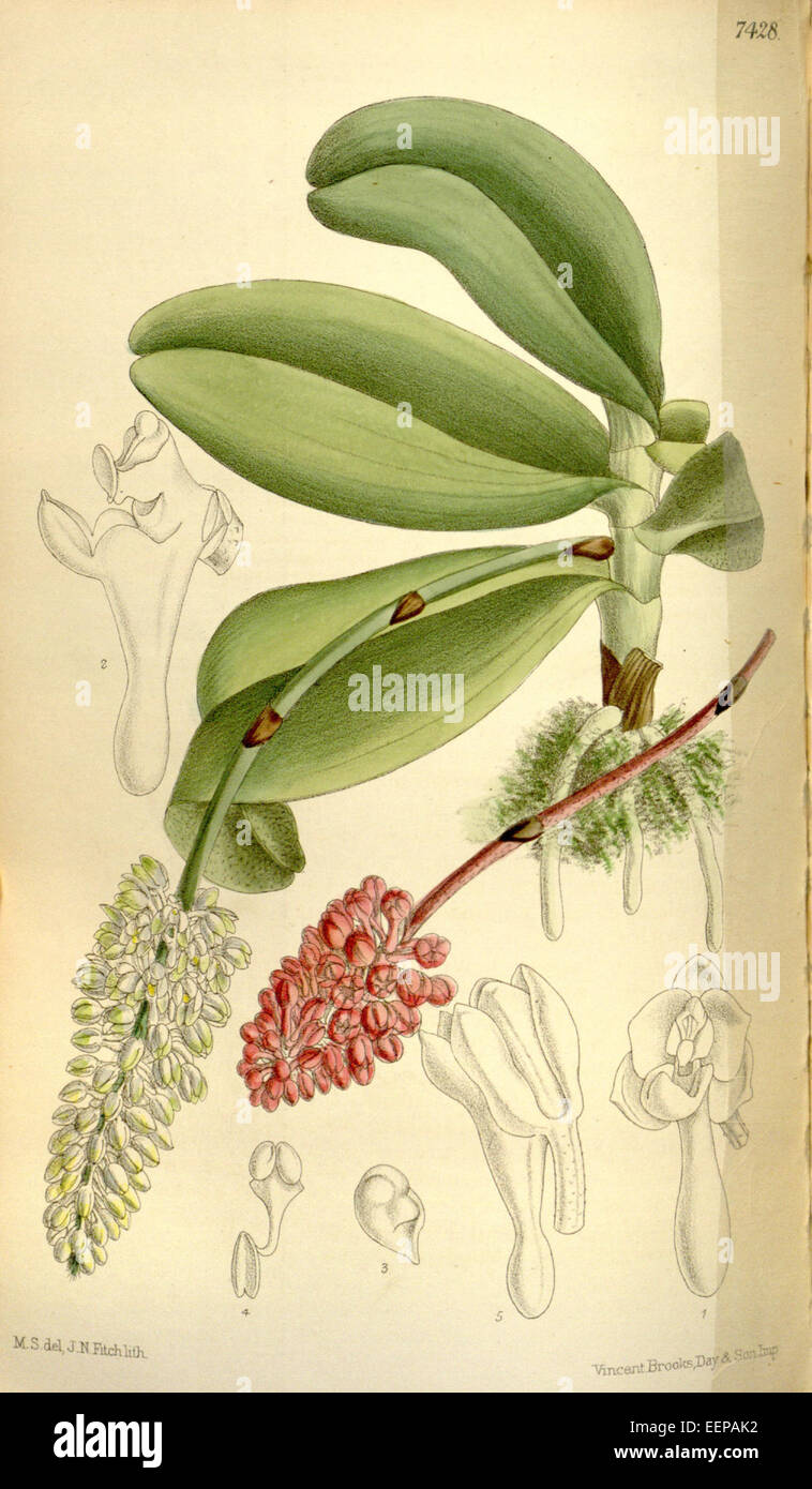 Robiquetia mooreana (as Saccolabium mooreanum) - Curtis' 121 (Ser. 3 no. 51) pl. 7428 (1895) Stock Photo