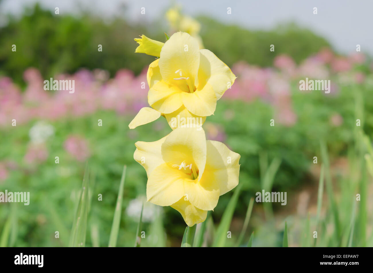Gladiolus or sword lily a genus of perennial bulbous flowering plants in the iris family (Iridaceae) Stock Photo