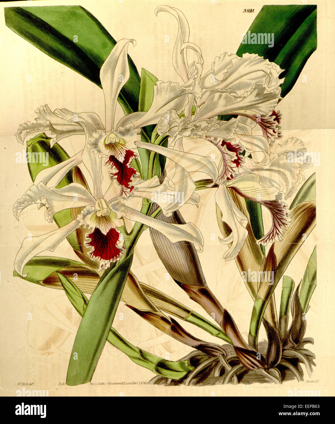 Sophronitis crispa (as Cattleya crispa) - Curtis' 68 (N.S. 15) pl. 3910 (1842) Stock Photo