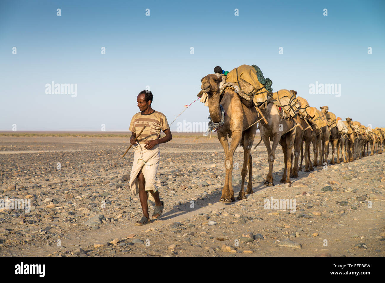 Camel caravans carrying salt through the desert in the Danakil ...