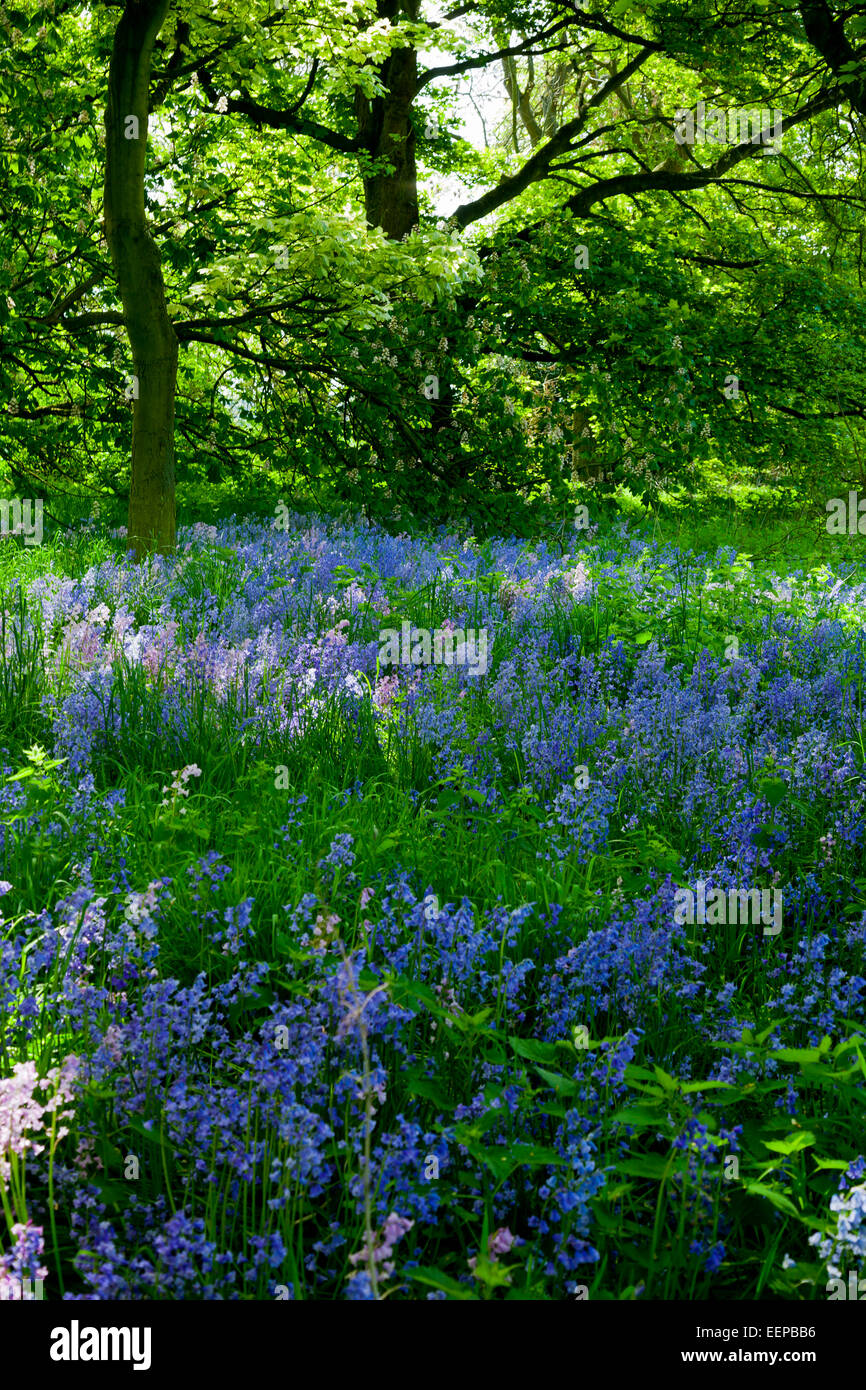 View of Bluebells Hyacinthoides non-scripta a bulbous perennial plant giving ground cover in woodland in Spring sunshine Stock Photo